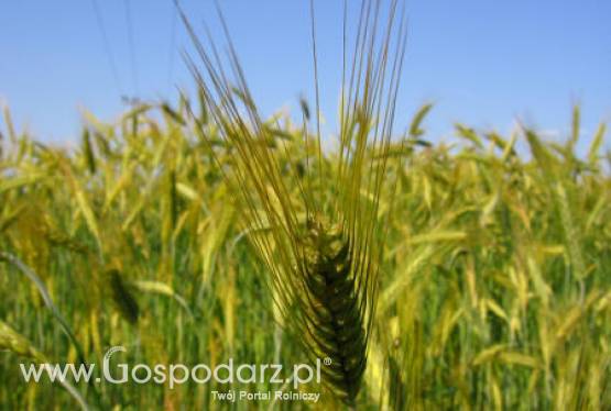 Krajowe ceny zbóż w punktach skupu