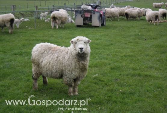 Spadek importu żywca i mięsa owczego w Unii Europejskiej