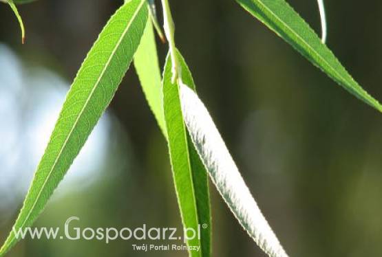 Ogromne zapotrzebowanie na wierzbę energetyczną