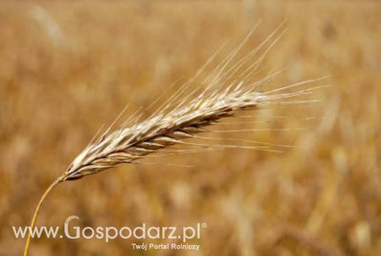 Handel polskim zbożem i przetworzonymi produktami