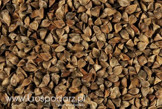 SPRZEDAM GRYKĘ EKOLOGICZNĄ