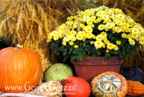 Warzywa nadal są drogie