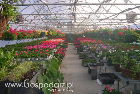 Informacja dotycząca składania wniosków o zatwierdzenie miejsc produkcji materiału szkółkarskiego przeznaczonego na eksport do Federacji Rosyjskiej