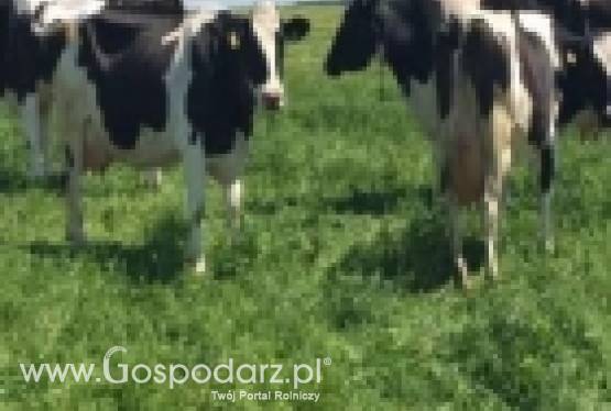 Krowy mleczne 80-90% HF Łotwa