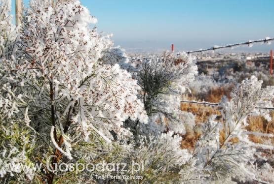 Program Rozwoju Obszarów Wiejskich pomoże rolnikom, którzy ucierpieli z powodu przymrozków