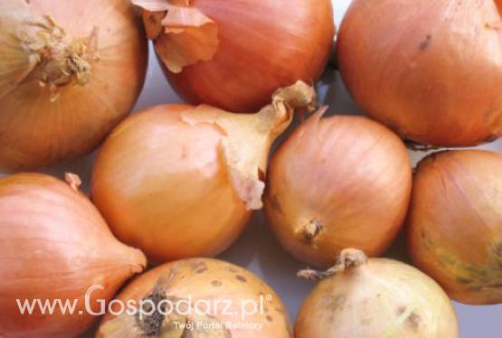 Rynek białej cebuli