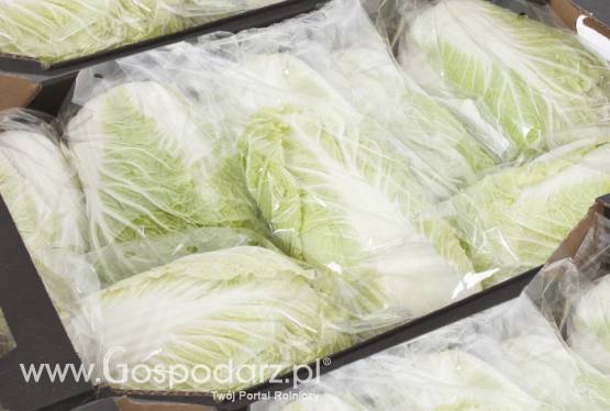 Kapusta pekińska AGROSAD