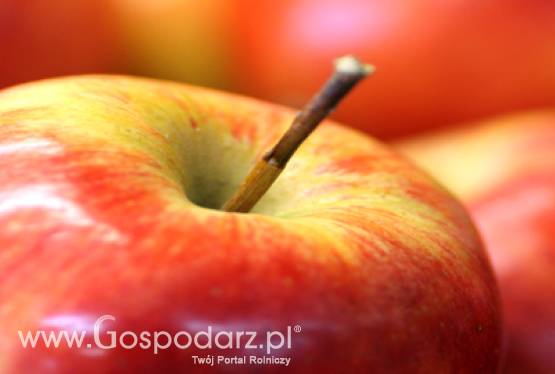 Piknik z programem Poznaj Dobrą Żywność