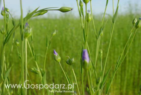 Potencjał roślin włóknistych i zielarskich