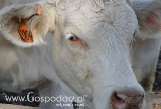 USA – Większa produkcja serów