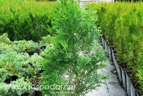 Thuja Occidentalis Columna - żywotnik zachodni Columna