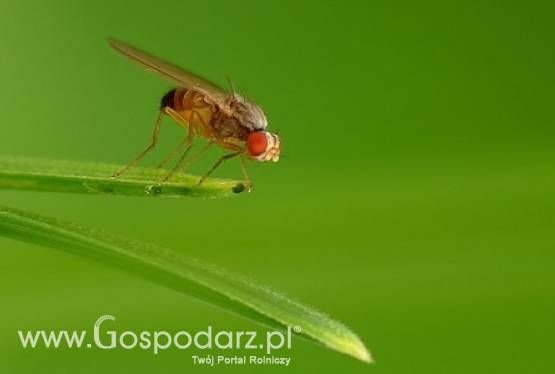 Owocówka jabłkóweczka atakuje województwo zachodniopomorskie