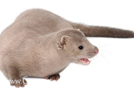 10 ha pod fermę norek woj wielkopolskie