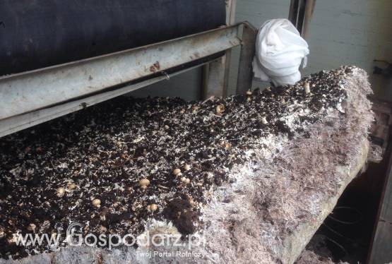 Kompost, Podłoże popieczarkowe Naturalny nawóz!HIT 200zł naczepa