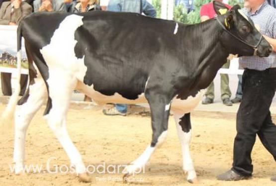 USA - Wzrost produkcji mleka