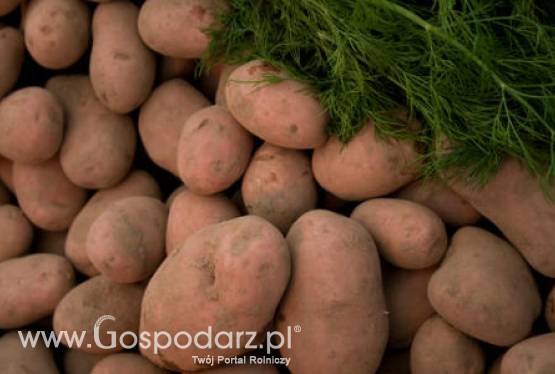 Mniejszy areał upraw polskich ziemniaków
