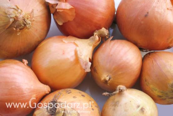 Senegal – Obfite zbiory cebuli