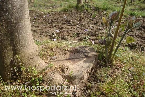 Oxytree to świetny pomysł na biznes !