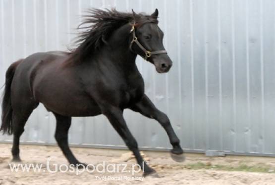 TOP DRIVER AWARDS po raz piąty dla Bartłomieja Kwiatka