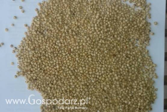 Sprzedamy zboza i oleje