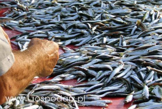 W dniach 15 - 16 grudnia br. w Brukseli odbędzie się Rada Ministrów ds. Rolnictwa i Rybołówstwa