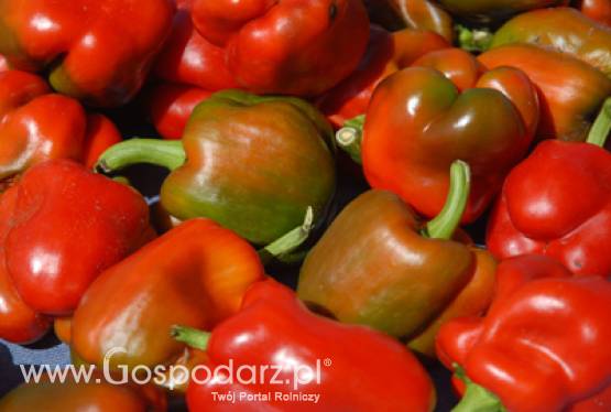 Rosja – kontynuacja Forum Przedsiębiorców Branży Rolno-Spożywczej w Polsce i misja gospodarcza do Moskwy we wrześniu br.