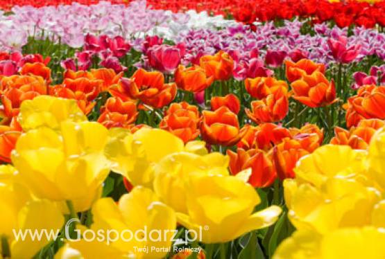 Wiosenne zabiegi ochrony roślin