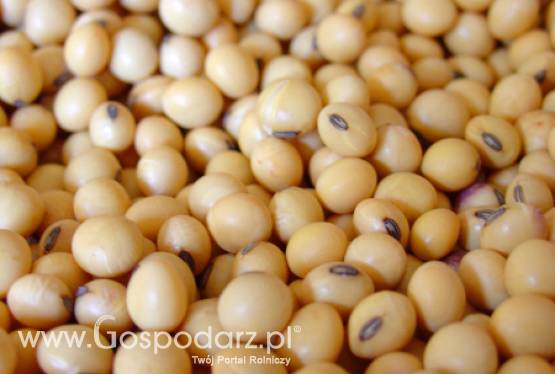 Rolnicy starają się o zniesienie zakazu używania mączek mięsno-kostnych do karmienia zwierząt