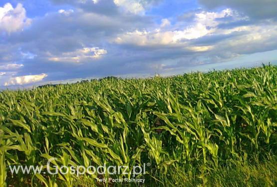 kupię  kukurydzę
