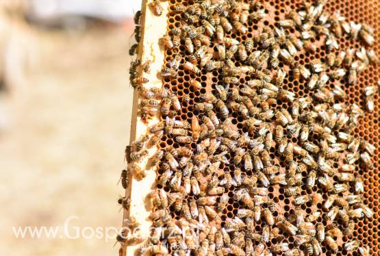 Matki Pszczele Buckfast/ Elgon 2020 Gierchatowscy