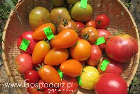 Pomidory - ponad 600 odmian - bez GMO