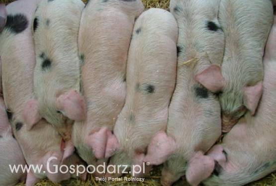 Przed majowym weekendem wzrośnie sprzedaż mięsa wieprzowego