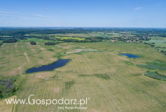 300 ha ziemi rolnej do wynajęcia, dzierżawy