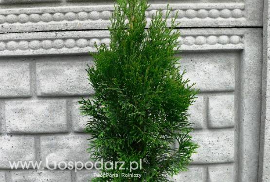 Thuja Occidentalis Smaragd - żywotnik zachodni Smaragd