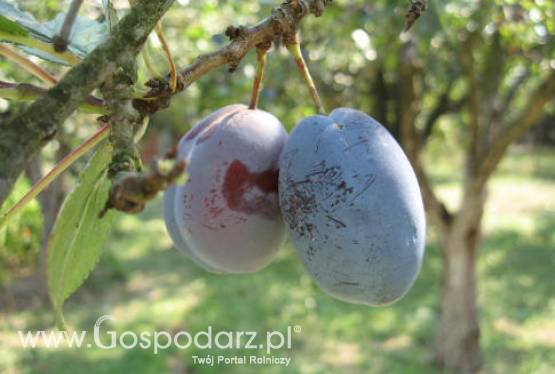 USA – Produkcja suszonych śliwek na niezmiennym poziomie