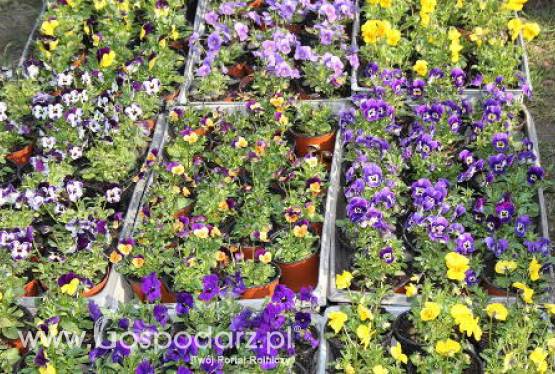 Działkowcy chcą kupować w galeriach