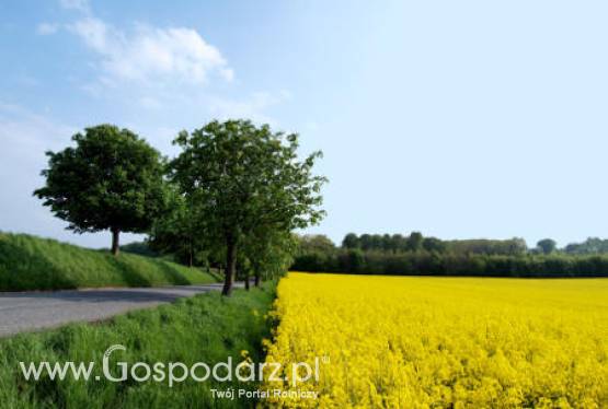 Ceny oleistych na giełdach światowych – 27.04.2012