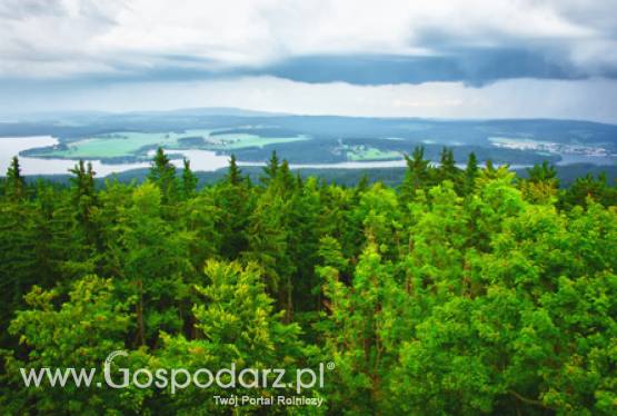 Już czas na złożenie wniosków o wypłatę wsparcia na grunty zalesione w ramach PROW 2007 - 2013