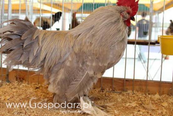 Tajlandia – Wznowienie eksportu mięsa do Unii Europejskiej