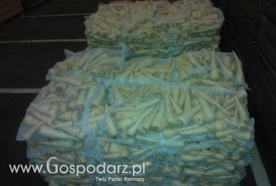 Pietruszka przemysłowa