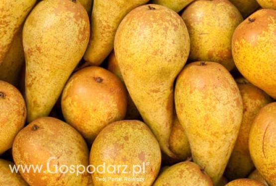 Spadek zbiorów gruszek na południowej półkuli