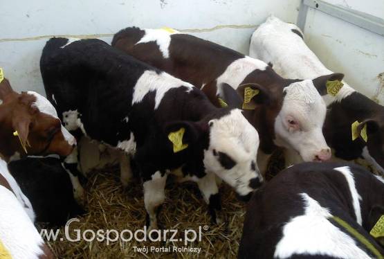 byczki w ciągłej sprzedaży cała Polska`