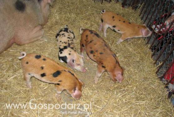 Włośnica w niezbadanym mięsie