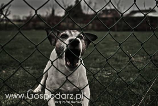 Podpisanie umowy dotyczącej realizacji programu zwalczania wścieklizny na terytorium Ukrainy w 2012 r.