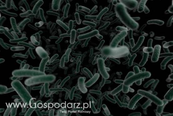 Ostrzeżenie przed nasionami kozieradki pochodzącymi z Egiptu