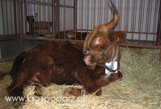 Niebezpieczny wirus z Schmallenbergu zabija unijne zwierzęta