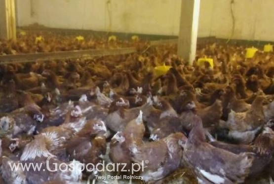 Sprzedam kury nioski odchowane