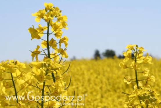 Ceny oleistych na giełdach światowych – 26.01.2012
