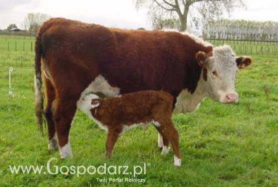 Unia Europejska ma pozwolić na krzyżowe karmienie zwierząt mączkami mięsno-kostnymi