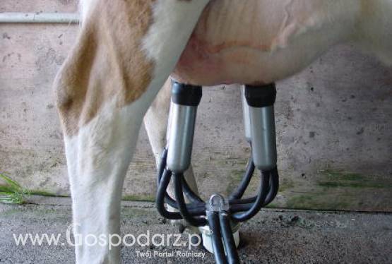 Irlandia – Wzrost produkcji mleka